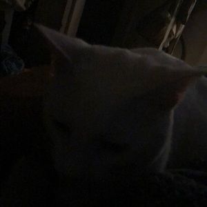 Meet your Posher, Corina